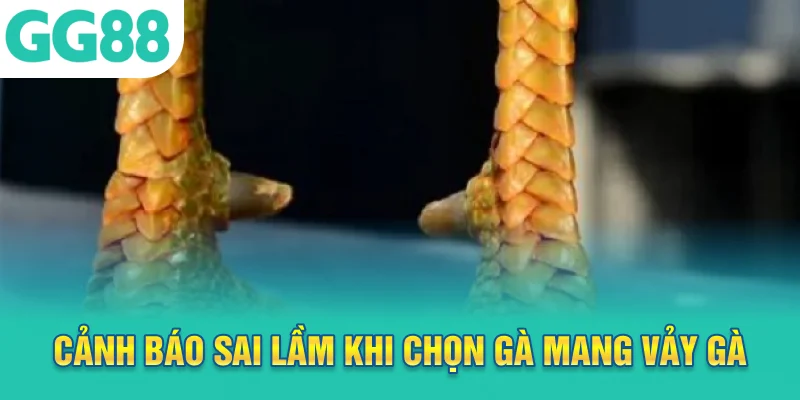 Cảnh báo sai lầm khi chọn gà mang vảy gà huyền trâm